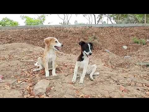 dogs 🐕🐶#youtube #subscribe #channel