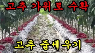 고추가 줄지어 놓여져있는이유와 고추를 가위로 따봤어요