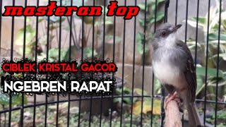 Download lagu ciblek kristal gacor ngebren rapat !! cocok untuk masteran mp3