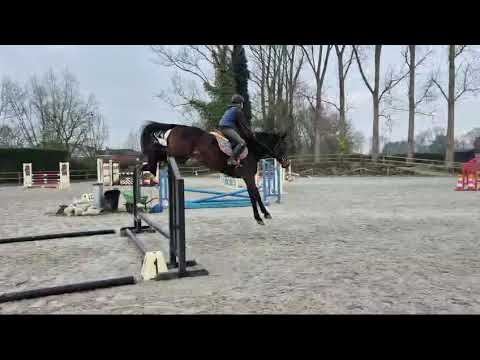 Rosary Cinda MB just saddle broken