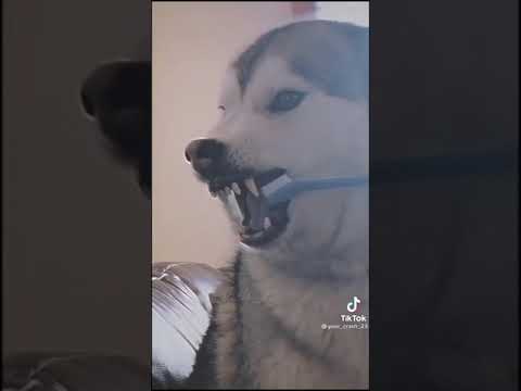 Breed's Dog Lovers in Tunisia💙   #Dog #Dogfamily  #husky  #huskylove #doglover