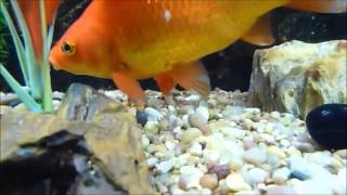 Sidney Jones: The amorous Goldfish