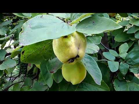 観賞用マルメロ 植物