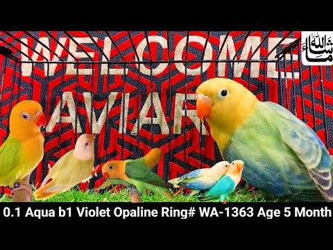 Aqua b1 opaline | Aqua b2 Pale Fallow Opaline | Love Bird Aqua | Welcome Aviary Official