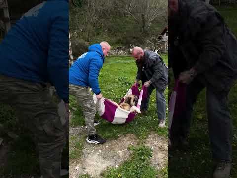 Ronny würde nach 6 Jahren Käfig haltung gerettet...❤️‍🩹 TEIL 2 #savethedogsbih  #rescueddogs