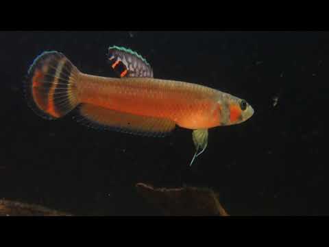 Betta macrostoma