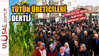 "Alım fiyatı girdi maliyetlerinin neredeyse yarısı" | Tütün üreticileri Manisa'd
