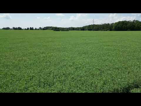 43 ha Plantacja grochu Astronaute