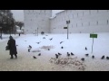 Голуби в снегах у стен СТС Лавры 