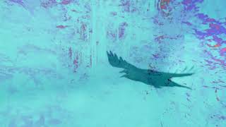 Hawkwind  Wastelands of Sleep