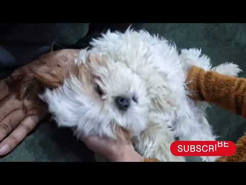 #Coco ki malish 🤩🤩 #funny | minivlog | @Veervanshuvlogs358