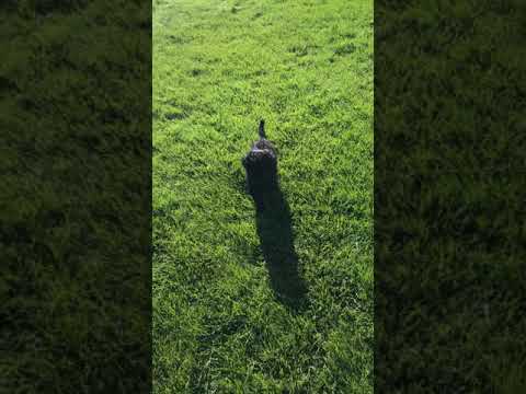 Black Female Labradoodle