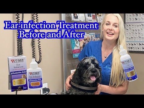 Ear Infection Treatment | Zymox Products Before and After