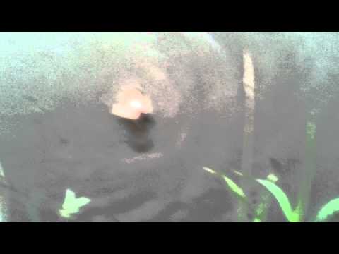 Godver de godver de godver de godver...