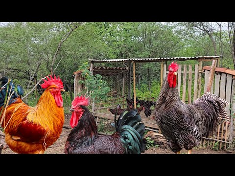 The 3 Biggest Challenges in Raising Purebred Chickens - Rustic