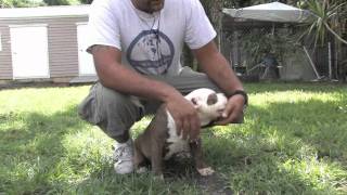 Dog Training : How to Stop Your Puppy From Biting