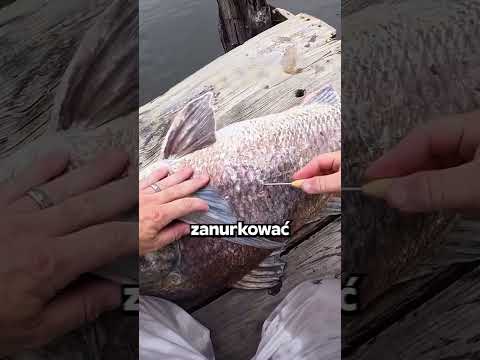 Ryba, Która Nie Mogła Nurkować…🐟