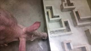 Aardvark Enrichment :: Tongue Maze