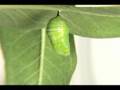 Monarch Caterpillar turning into a cocoon 