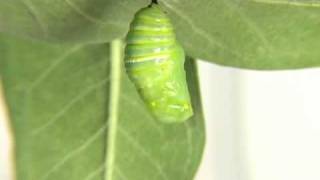 Monarch Caterpillar turning into a cocoon