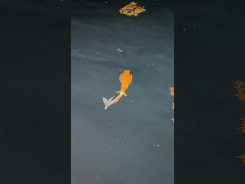 アオリイカのトビウオ捕食シーン