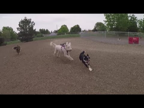 ボイシ市がリードなしのドッグパークを増設する中、ドッグパークのルールについて知っておくべきこと