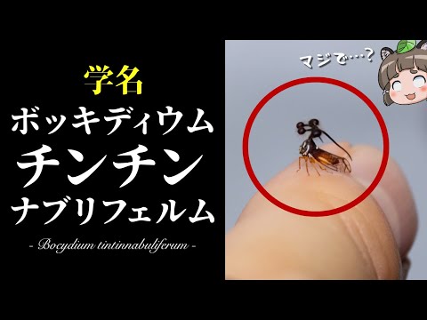 Pseudophilautus beddomii