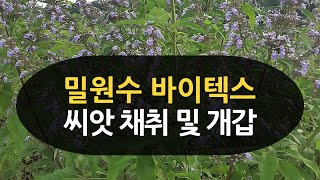 밀원수 바이텍스 씨앗 채취 및 개갑하기