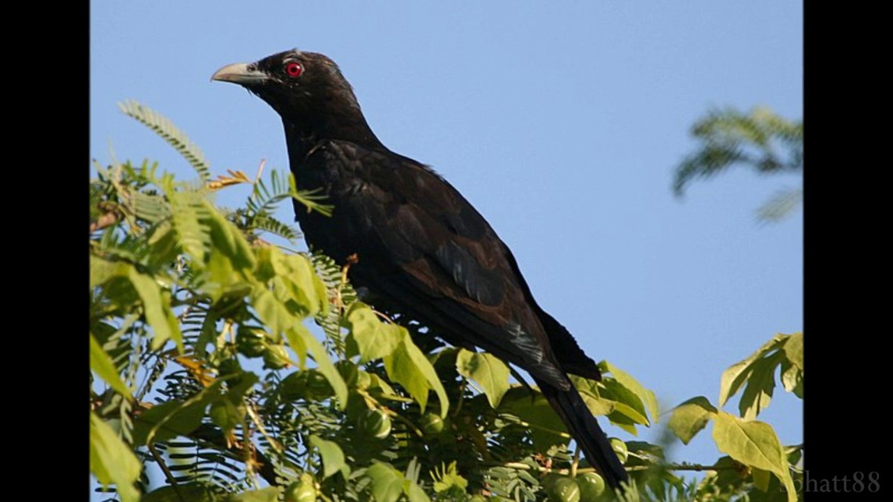 Wo Boli Koyaliya Pukar Ke Lyrics | Hum Ek Hain | Amirbai Karnataki | Husnlal Bhagatram