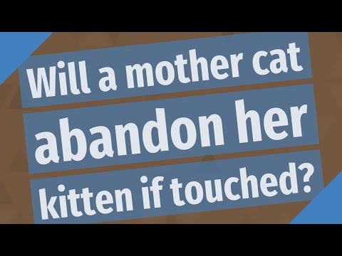 Will a mother cat abandon her kitten if touched?