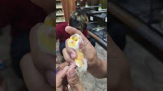 Download lagu Kenari YORKSHIRE belanda mp3 Download lagu Kenari YORKSHIRE belanda mp3