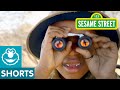 Sesame Street Take A Safari