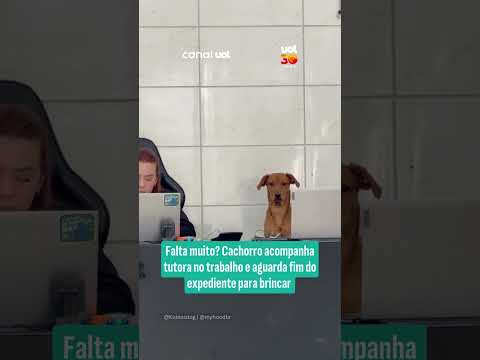Cachorro acompanha tutora no trabalho e aguarda fim do expediente para brincar