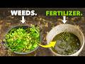 Better Than Miracle Gro Make Fertilizer From Weeds