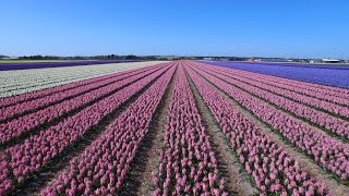 Dutch flower fields near Keukenhof The Netherlands drone footage (DJI Inspire 1)