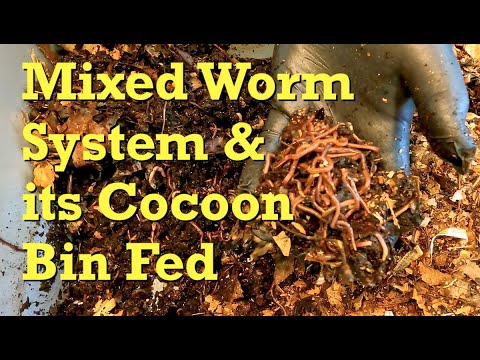 Mixed worm bin & cocoon nursery get food after 9 days since last fed -  vermicomposting