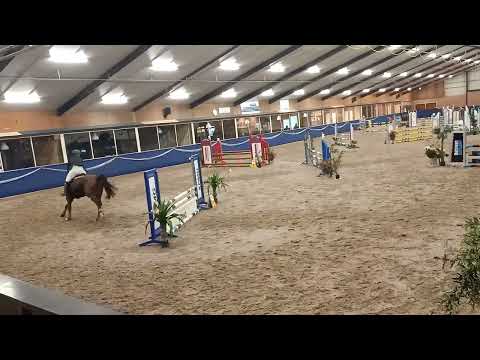 Toscana Bella, mare 2018 (Arezzo vdl x Lord Z)