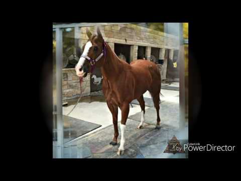 El Gato Americano - Sebastián Almendras "El Cuarto De Milla" Corridos De Caballos