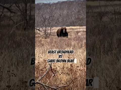 GIANT Brown Bear W/ BEAST BROADHEAD 🤯 #archery #beastbroadhead #epic #scary #bear