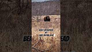 GIANT Brown Bear W/ BEAST BROADHEAD 🤯 #archery #beastbroadhead #epic #scary #bear