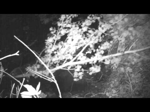 Beaver Run Android