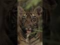 Unleash Your Inner Lion The Secret To Unstoppable Success