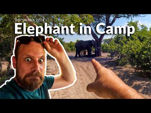 An Elephant in our Campsite & Savuti Marsh Pride lions - Botswana 2024 Wildlife Filmmaking BTS Ep 9