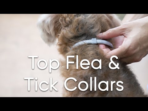 2021 Top Flea and Tick Collars