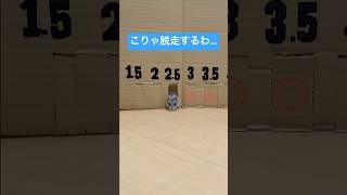 ハムちゃんそれ通れるってまじか…