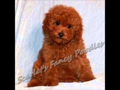 Poodle