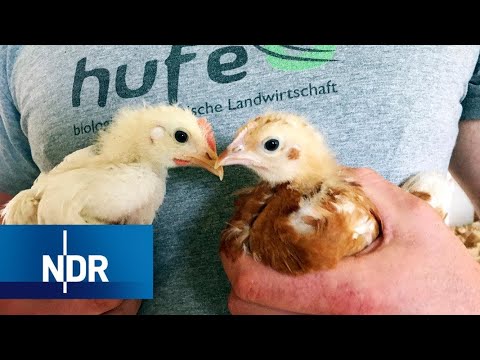 , title : 'Bruderhähne: Zwei Küken wachsen heran | DIE REPORTAGE | NDR Doku'