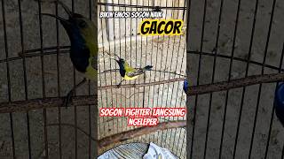 Download lagu PANCINGAN SOGON AGAR BUNYI GACOR || bahan trotol ombyokan‼️ #birds #kicaumanialampung  #sogon mp3
