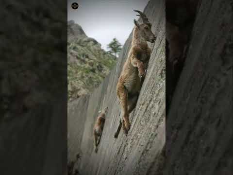 Watch this incredible alpine ibex defy gravity #shorts