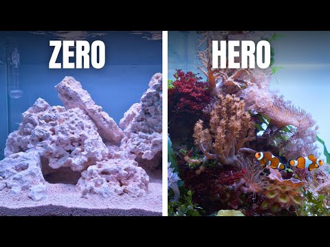 COMPLETE SALTWATER AQUARIUM BEGINNERS GUIDE - EP2: First Fill &  Adding Macro Algae